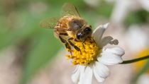 Check these honey bee facts for kids and be amazed.