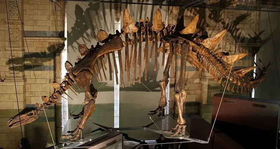 Check these interesting Chungkingosaurus facts to know more about this cool dinosaur!