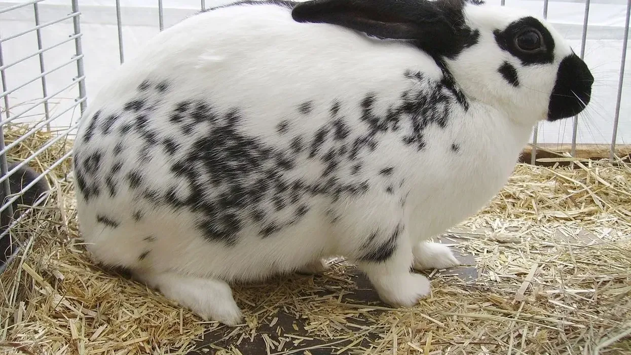 Checkered Giant rabbit facts are about a domestic breed of rabbit.