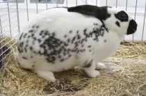 Checkered Giant rabbit facts are about a domestic breed of rabbit.