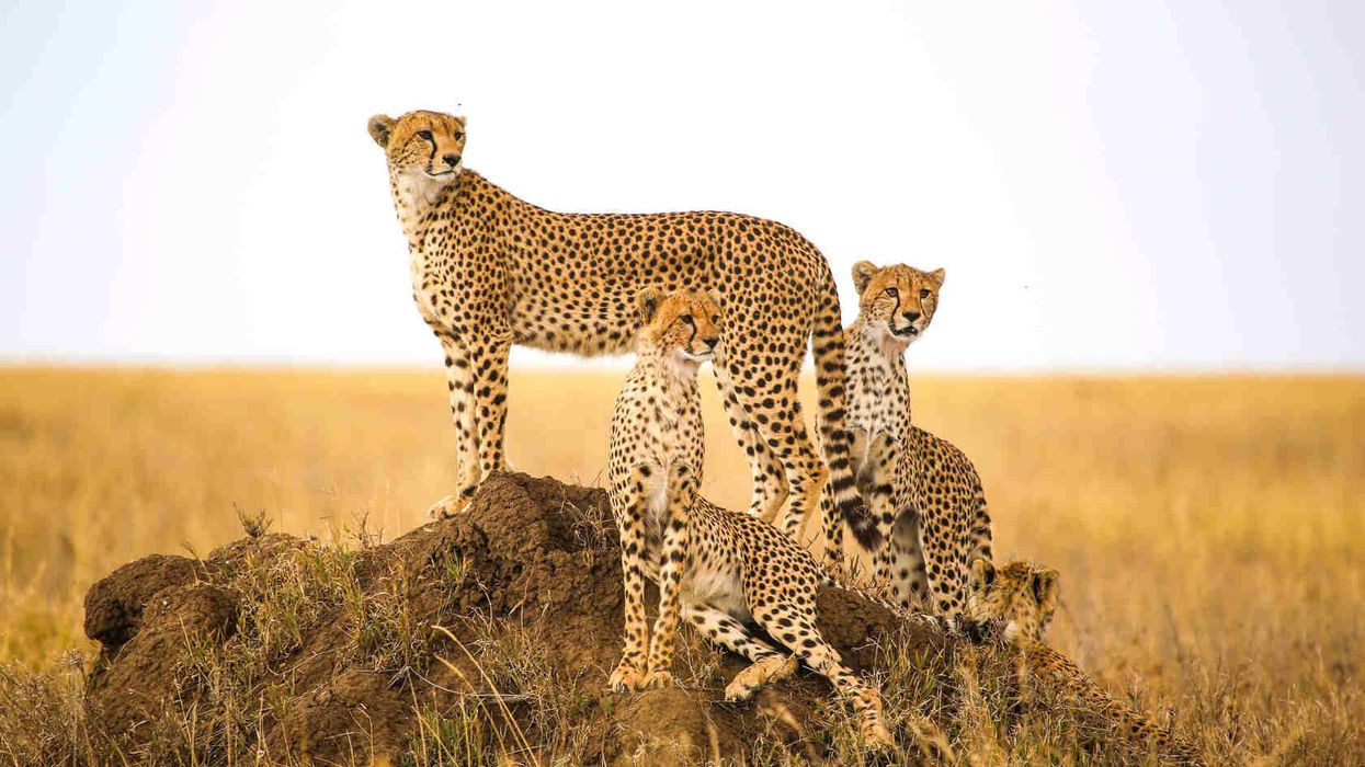 Cheetahs watching prey.
