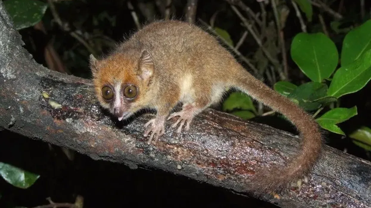 Cheirogaleidae facts are important as they tell us a lot about lemurs.