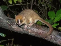 Cheirogaleidae facts are important as they tell us a lot about lemurs.