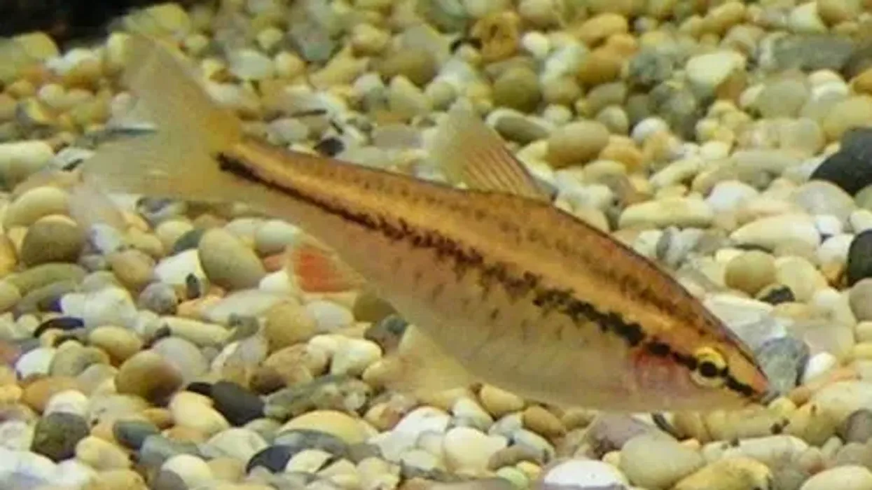 Cherry barb facts tell us about what water conditions they need.
