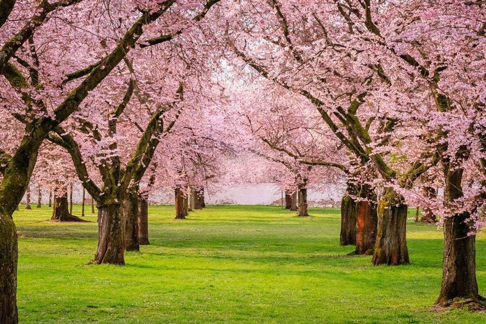 Cherry Blossom tress during evening