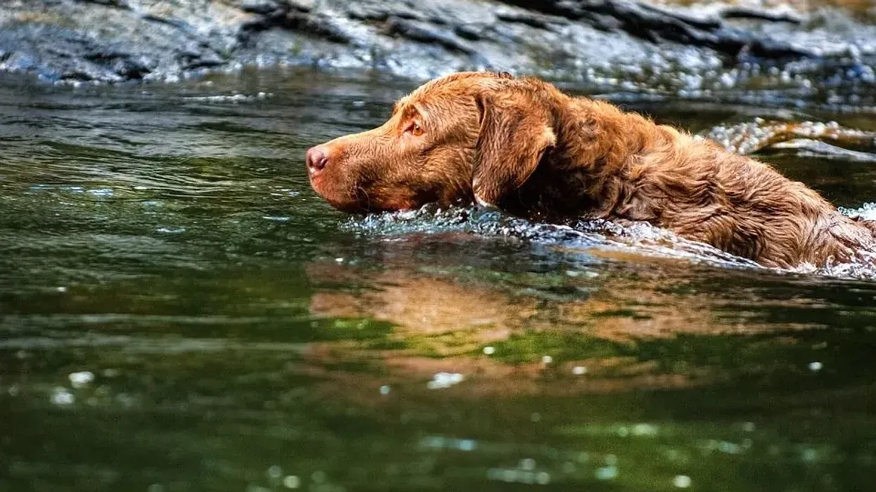 Chesapeake Bay retriever facts on the rescue dog breed.