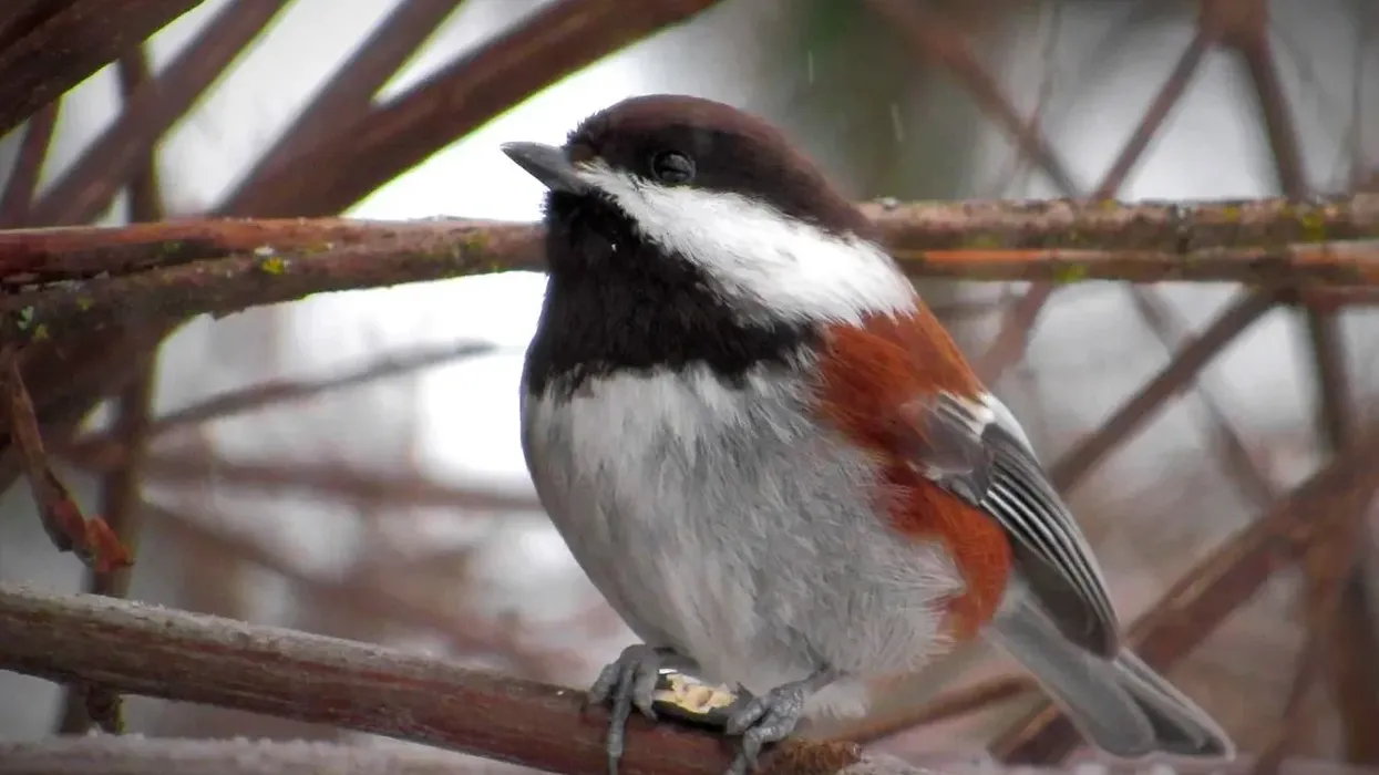 Chestnut-backed chickadee facts about birds with rich brown flanks, found in coniferous forests of north San Francisco.