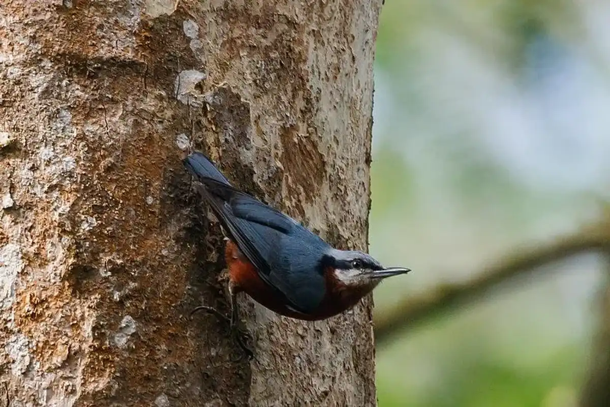 Chestnut-bellied nuthatch facts for kids are interesting.