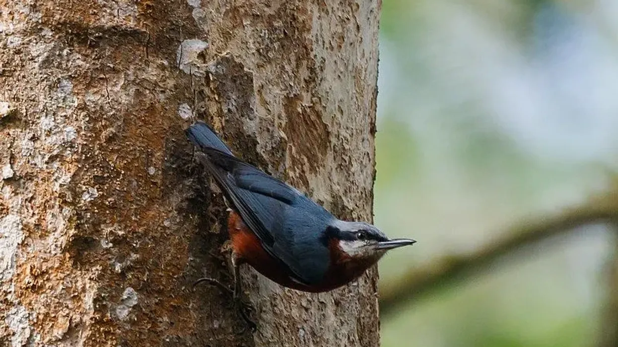 Chestnut-bellied nuthatch facts for kids are interesting.