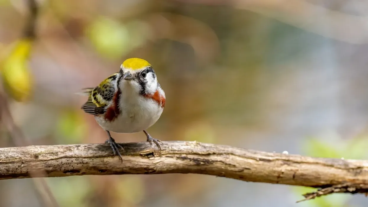 Chestnut-sided warbler facts are quite interesting.