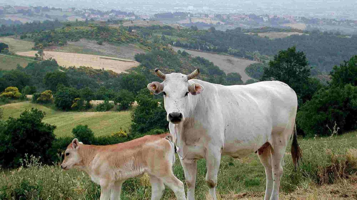 Chianina facts are fascinating to read.