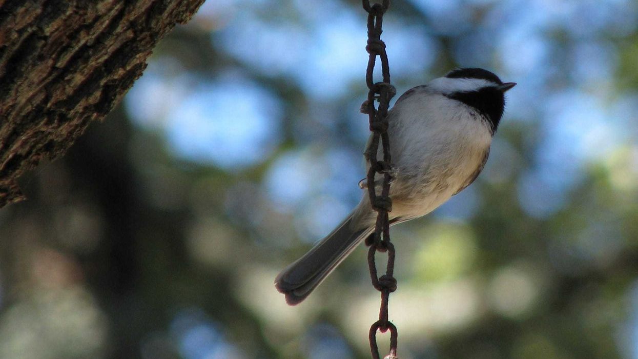 Chickadee facts about its bilingual calls are fascinating.