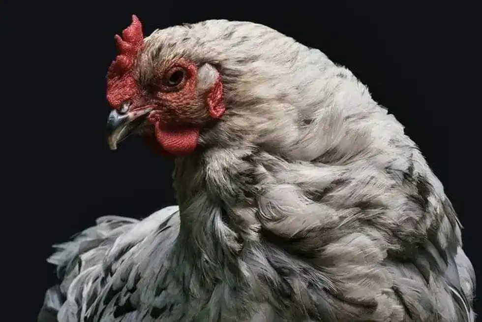 Chicken Boys Day is the day to know more about what happened to the statue with Amy Inouye.