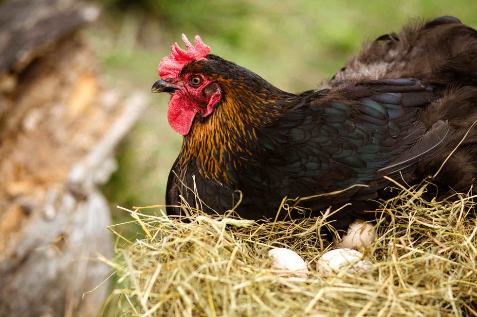 Chicken hatching eggs.