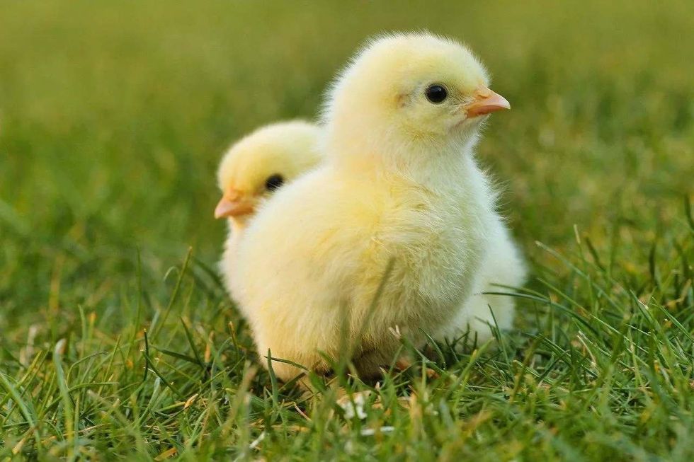 chicken names that will make you laugh