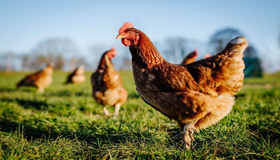 Chicken on a green meadow.