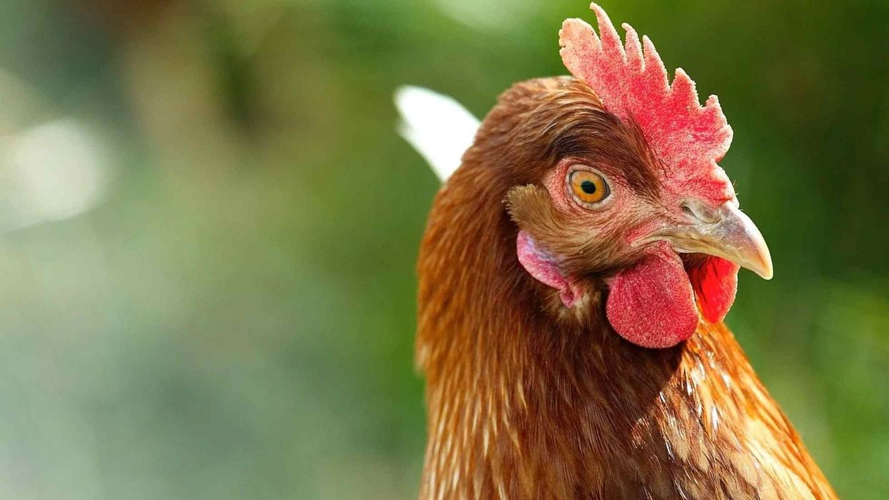 Chickens facts tell us about their pecking order