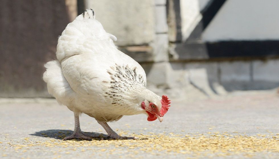 Chickens feed in front of shed.