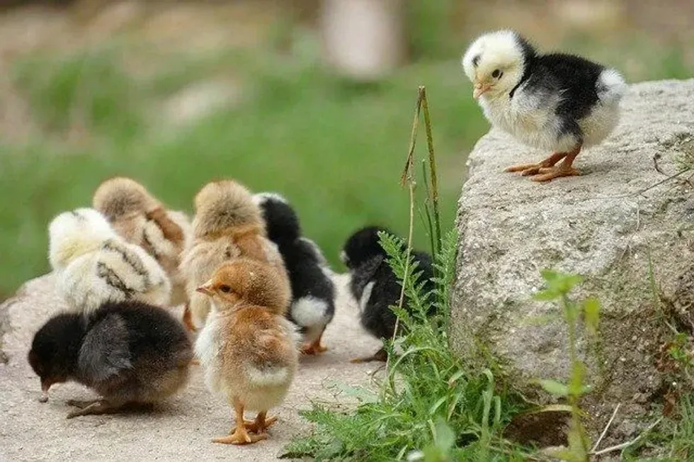 What Do You Call A Group Of Chickens? Glorious Facts You Must Read!