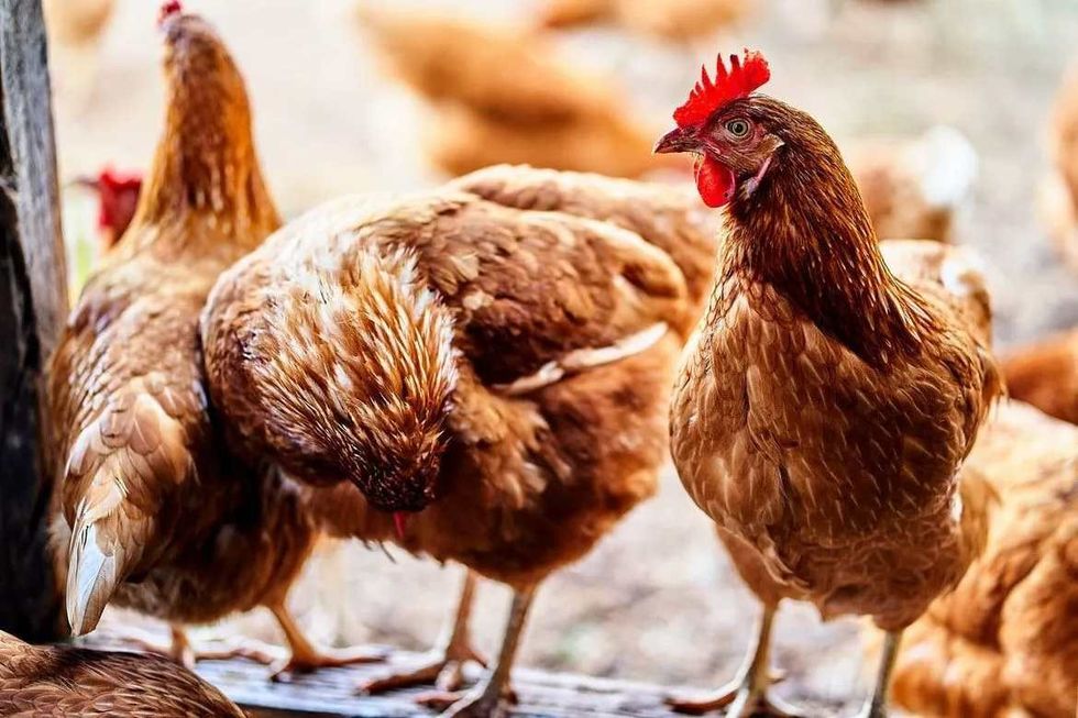 Chickens will enjoy eating corn that is cooked