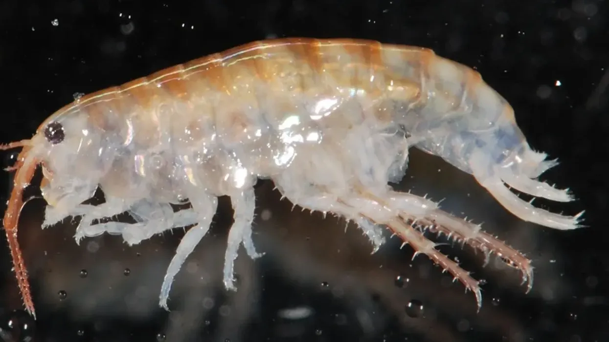 Chigoe flea facts are about parasitic insects.