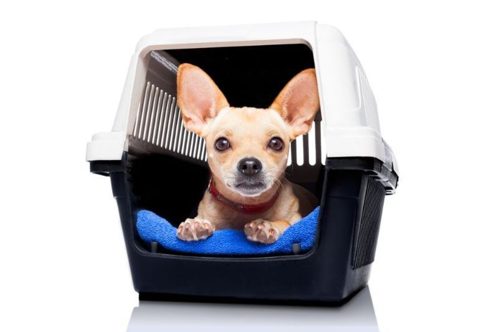 Chihuahua dog inside a box or crate