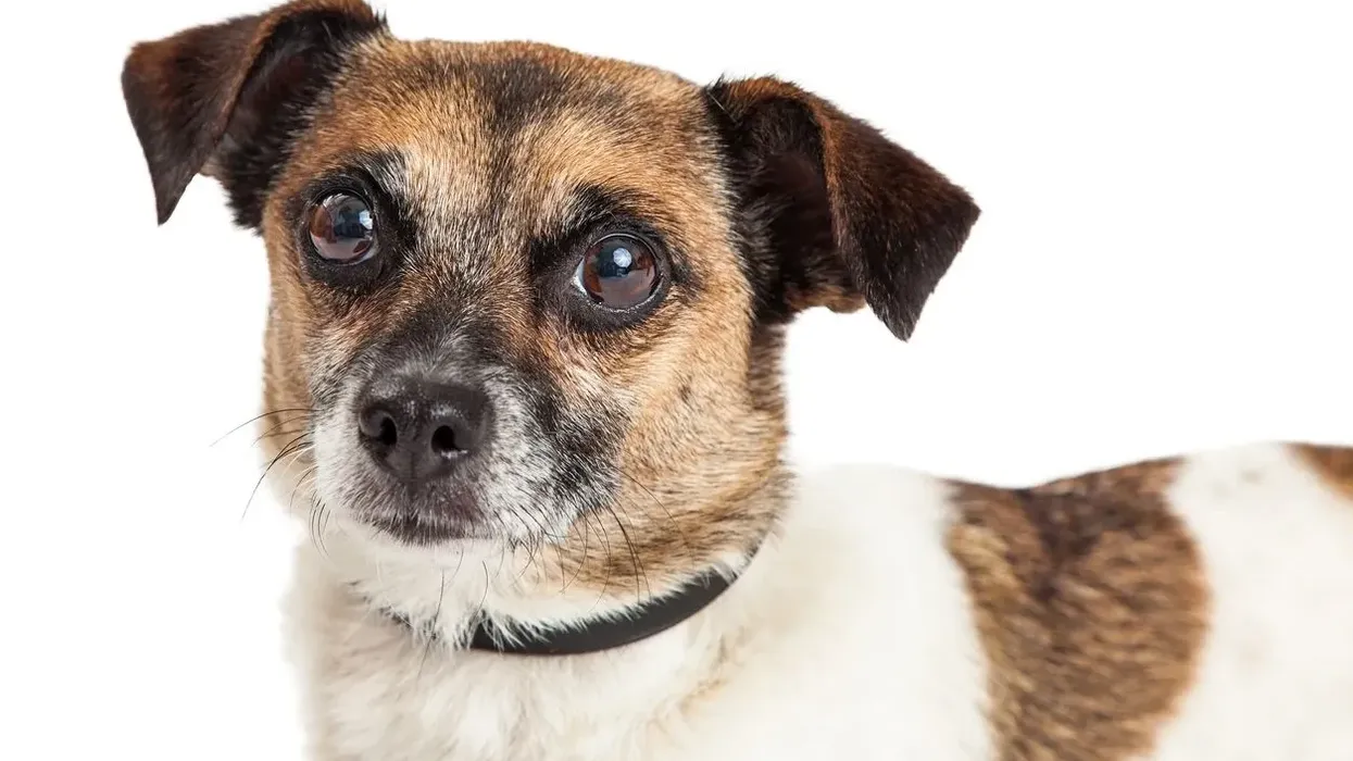 Chihuahua terrier mix facts are extremely interesting.