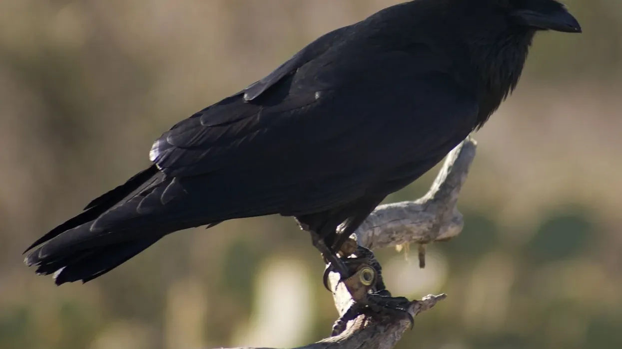 Chihuahuan raven facts for kids are educational!