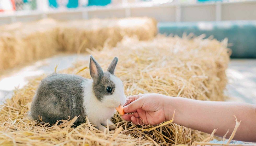 Child feeding rabbits in summer park