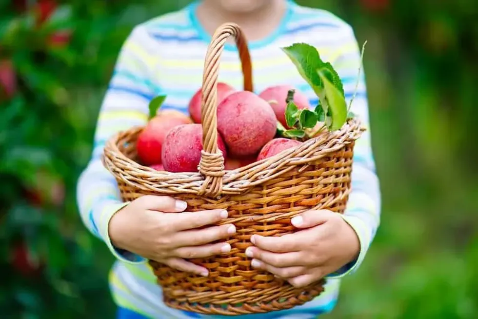 Child holding fruit.