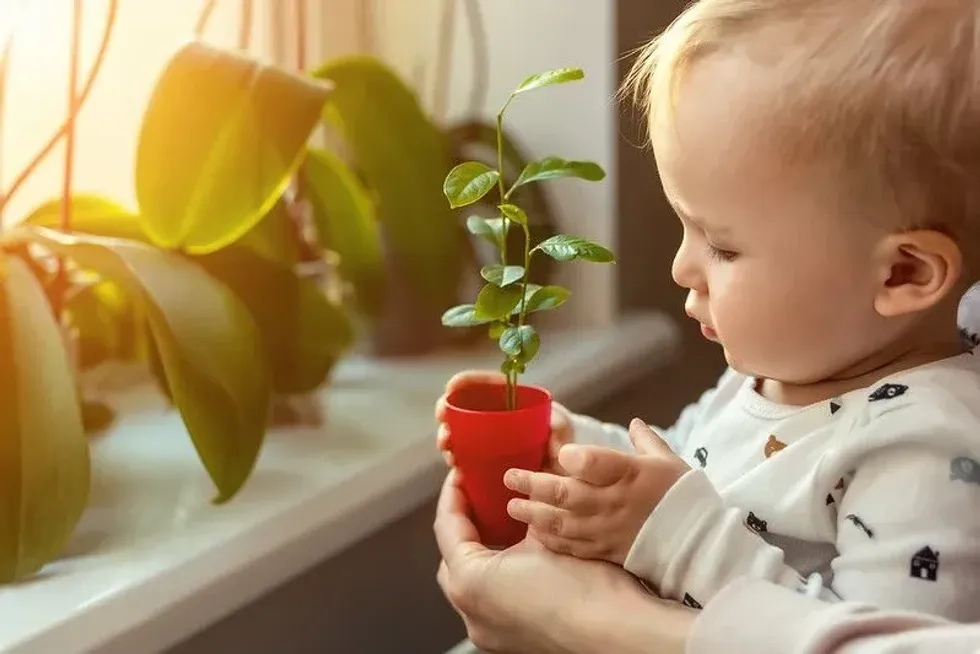 Child looking at plants