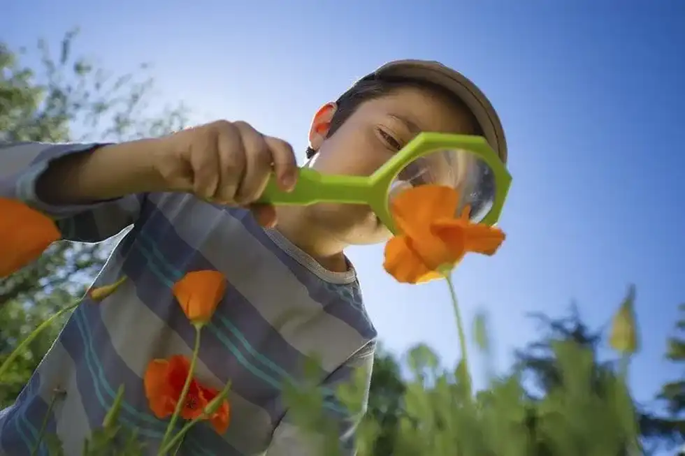 Child observing how do leaves help plants.