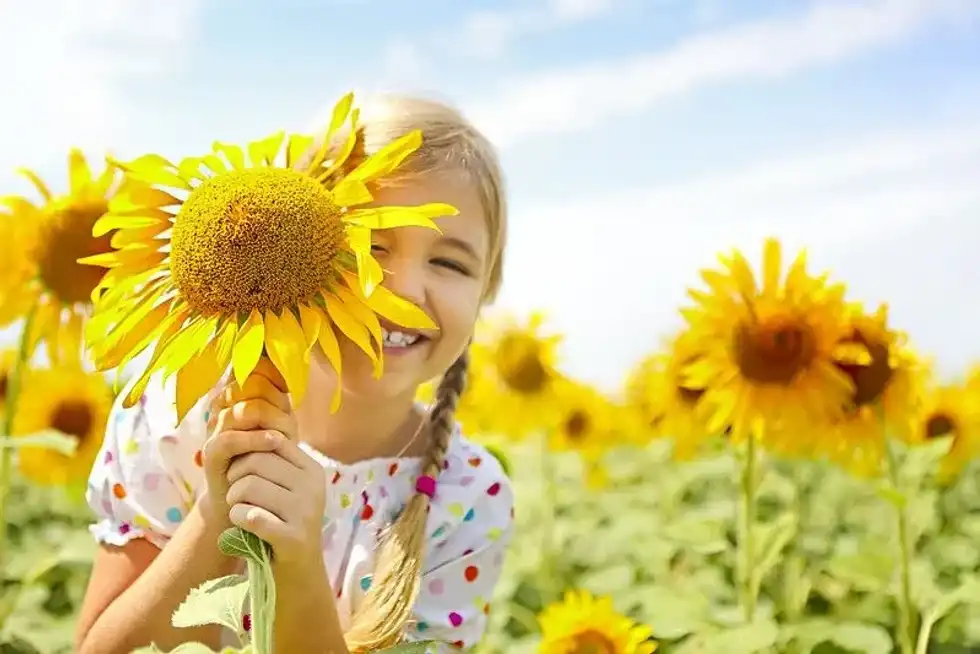 Child playing among the sunflowers.