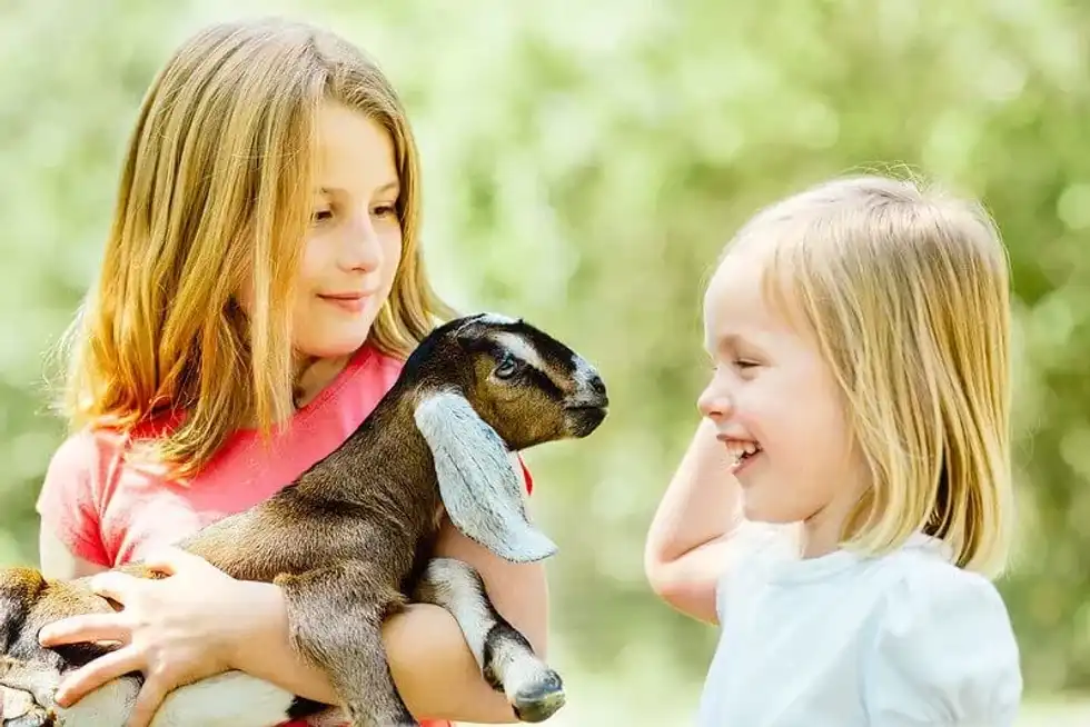 Children making goat puns to each other while holding a goat