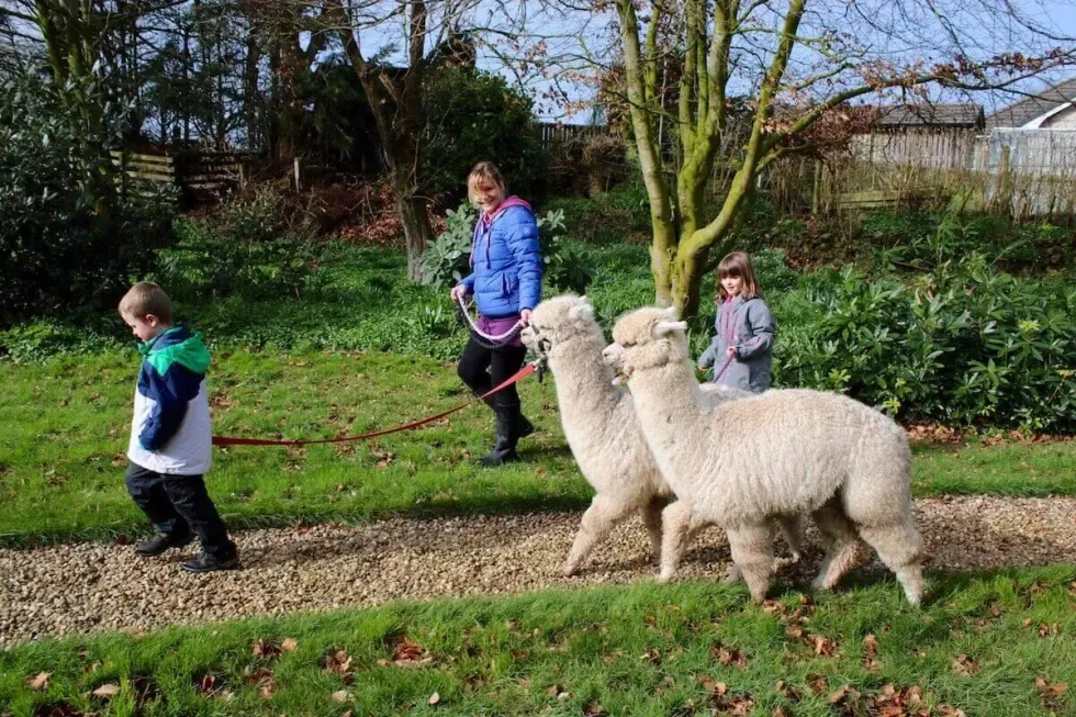 Children walking the alpacas throughout the farm during an alpaca experience.