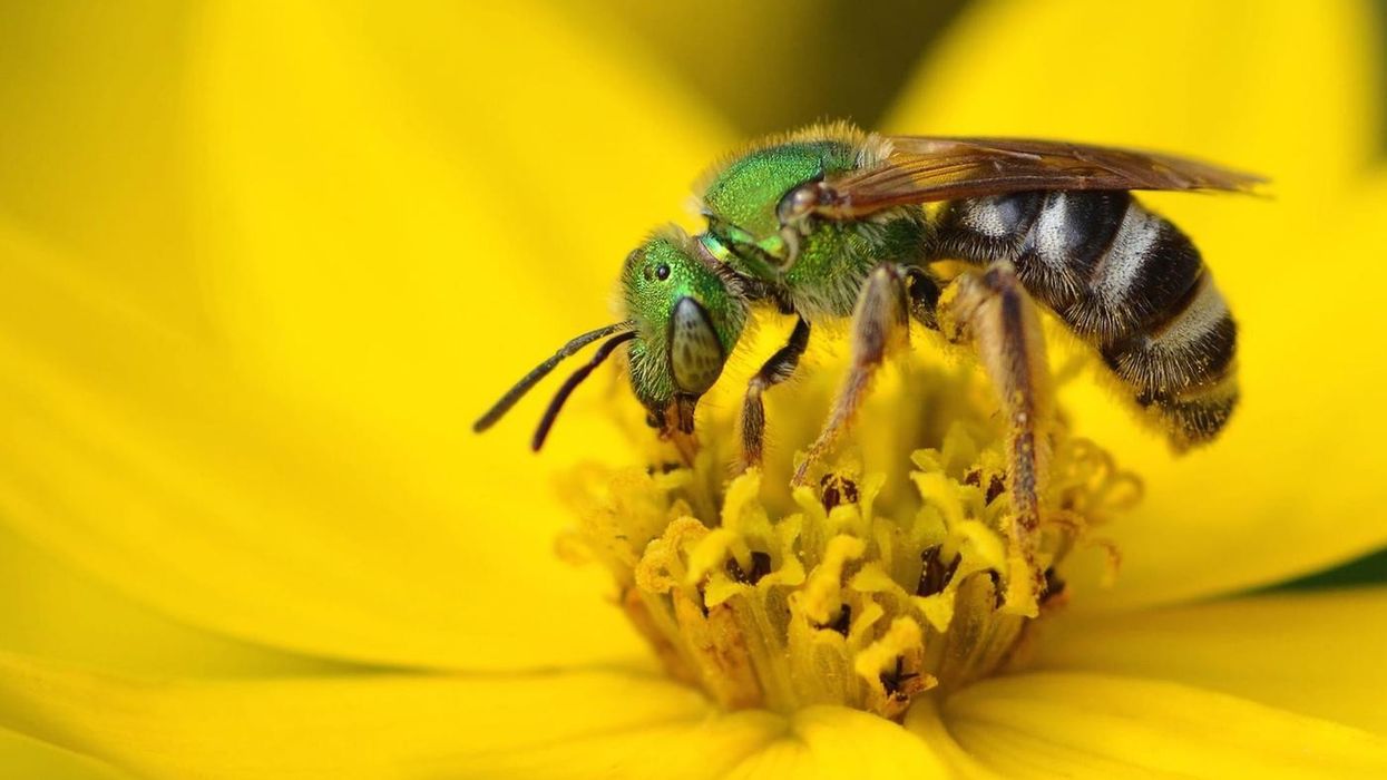 Children will enjoy learning about these sweat bees.