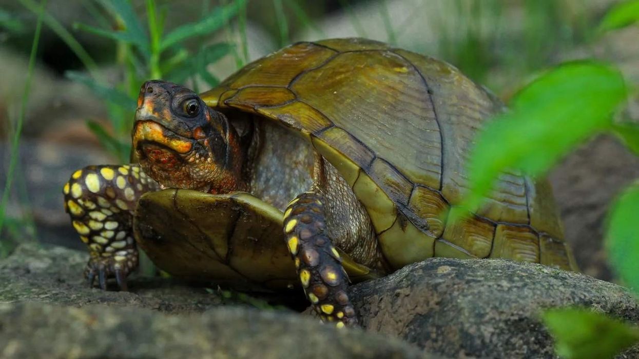Children will enjoy reading about three-toed box turtle facts.