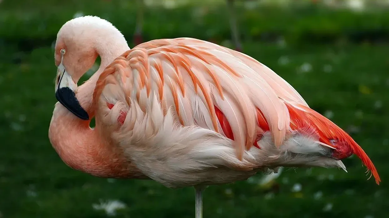 Chilean Flamingo facts about the bird with a straight and small bill.