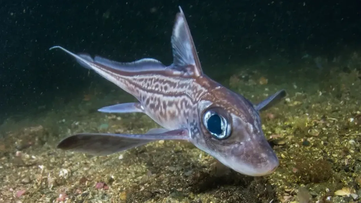 Chimaera facts are about a deep sea species of fish.