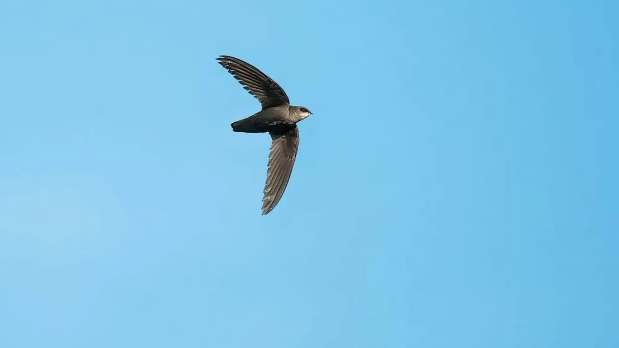Chimney Swift facts about a grayish small bird with big eyes, which flies high.