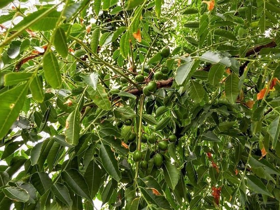 Chinaberry tree facts talk about how the birds help plant them.
