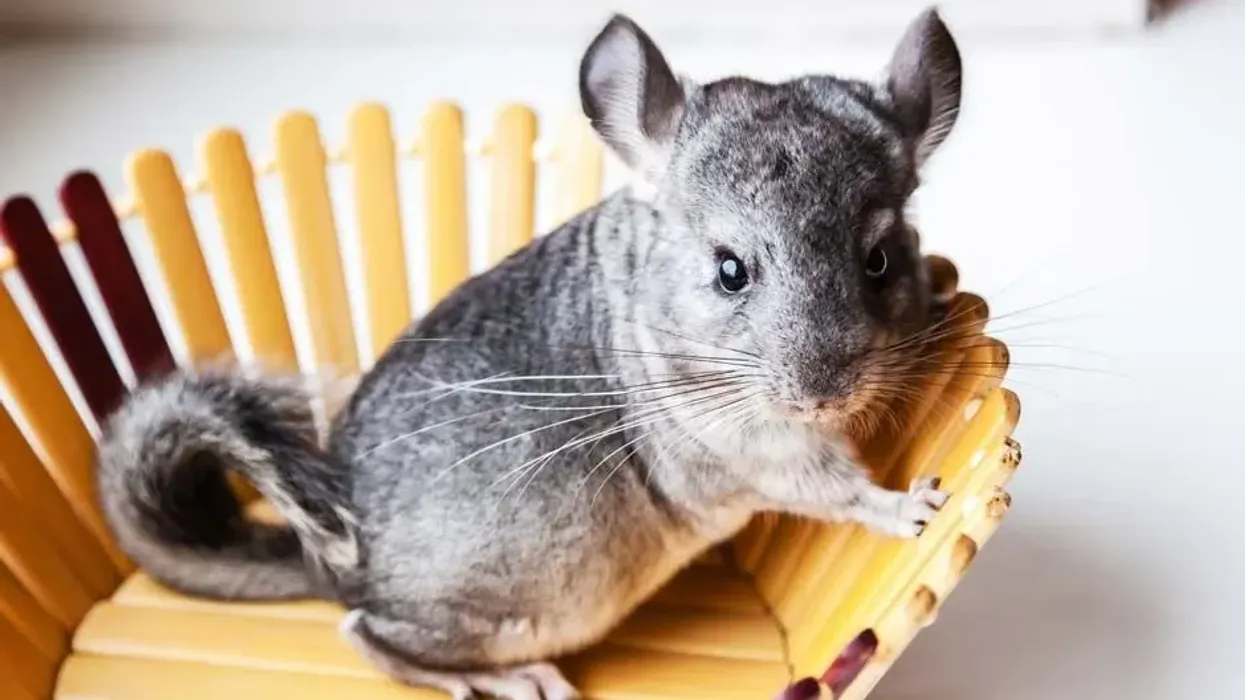 Chinchilla facts are interesting for kids
