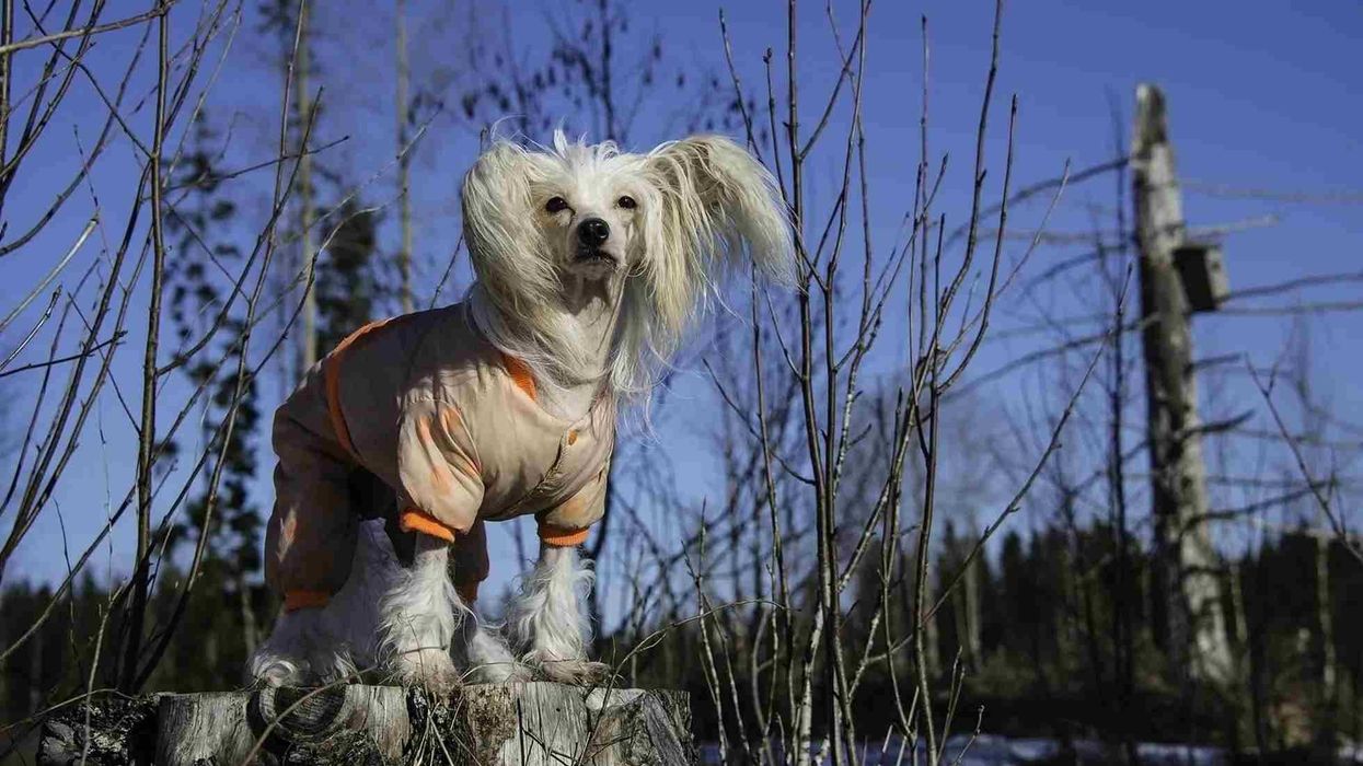 Chinese crested dog facts about the toy dog breeds