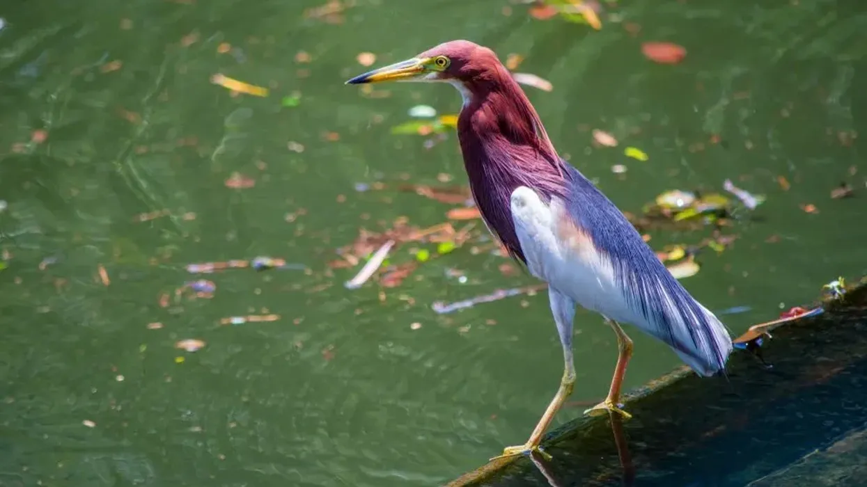 Chinese pond heron facts are all about a fascinating bird of the Ardeidae family.