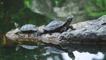 Fun Chinese Pond Turtle Facts For Kids 