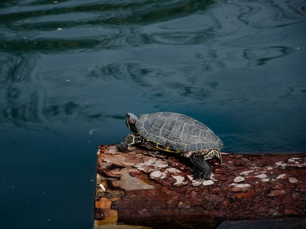 Fun Chinese Pond Turtle Facts For Kids 