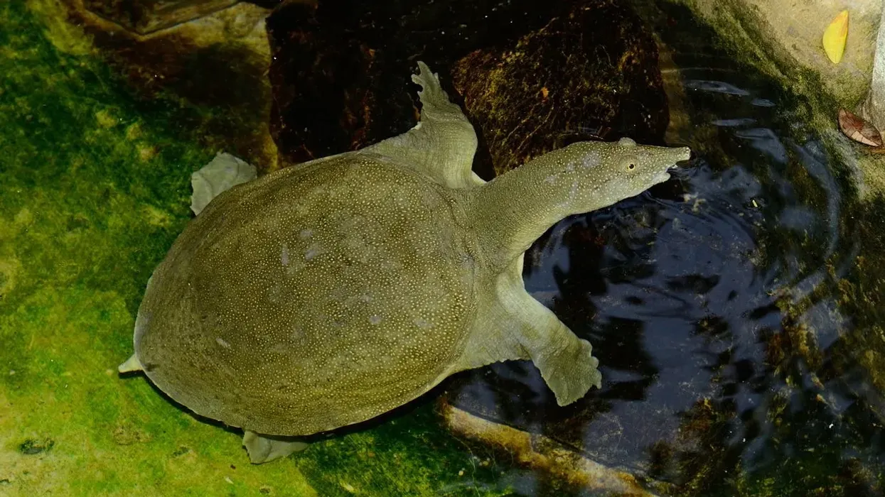 Chinese softshell turtle facts about these turtles that hibernate during winter.