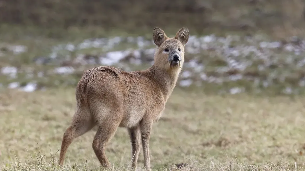Chinese water deer facts you should know.