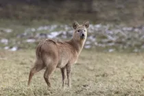 Chinese water deer facts you should know.