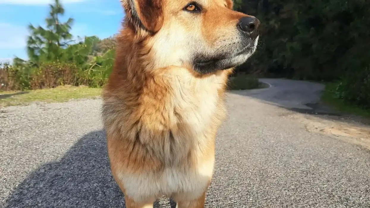 Chinook dog facts tell us more about this lovable breed filled with warmth.